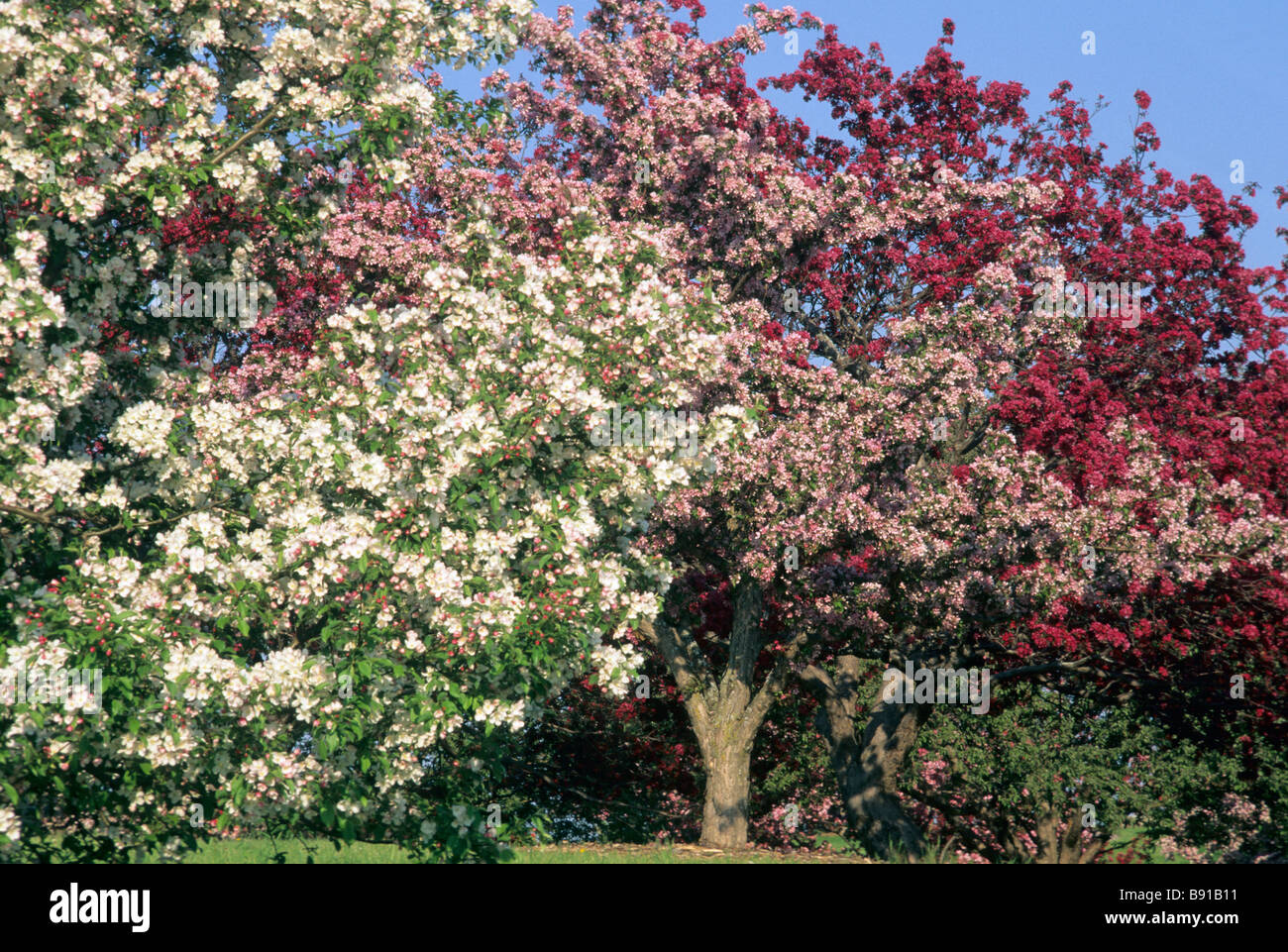 GROVE OF FLOWERING CRABAPPLE TREES AT THE MINNESOTA LANDSCAPE ARBORETUM