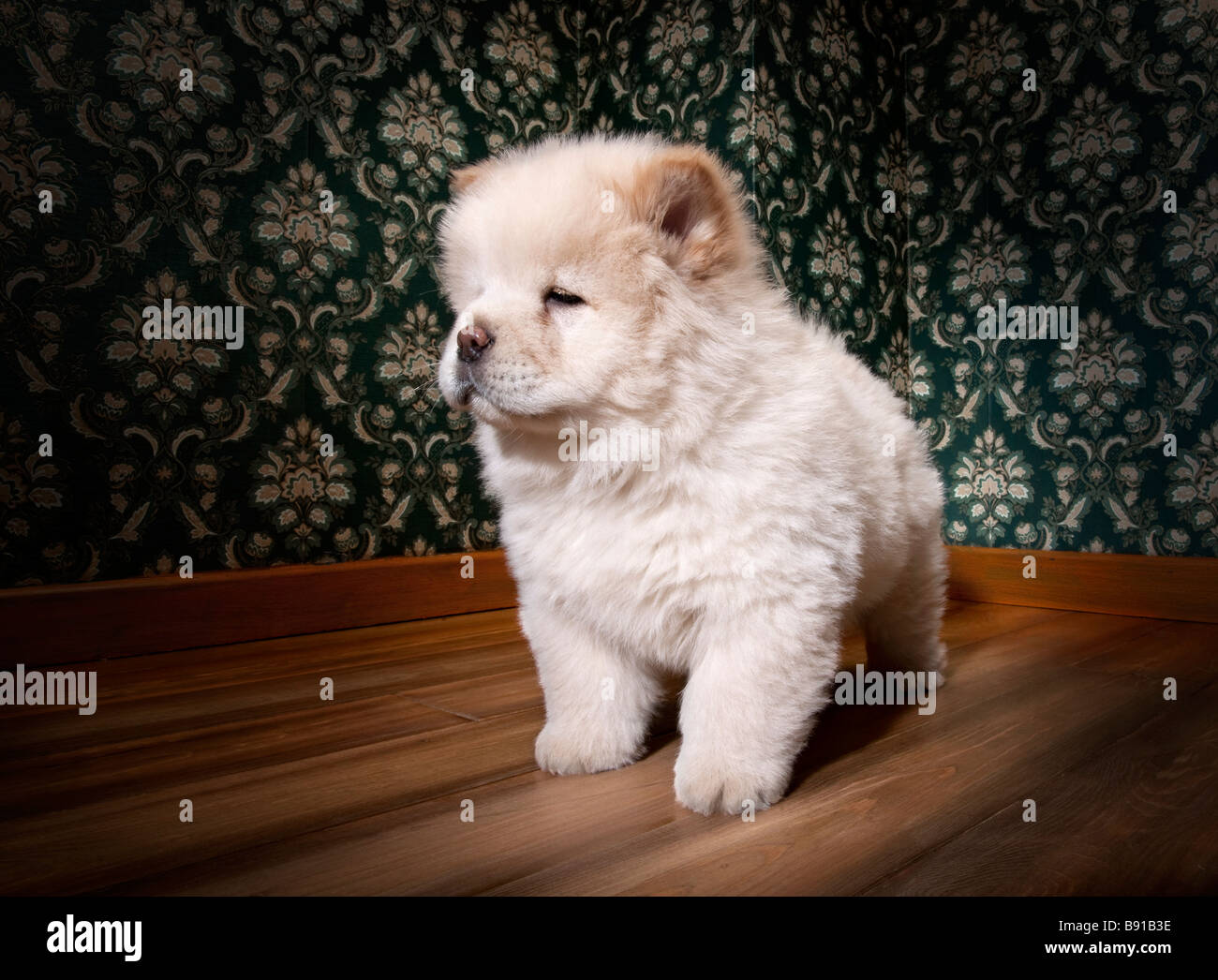 Puppy Chow chow in a retro room Stock Photo