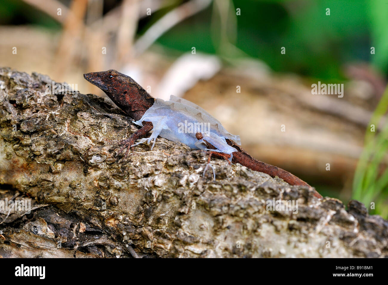 A lizard shedding its skin. Stock Photo