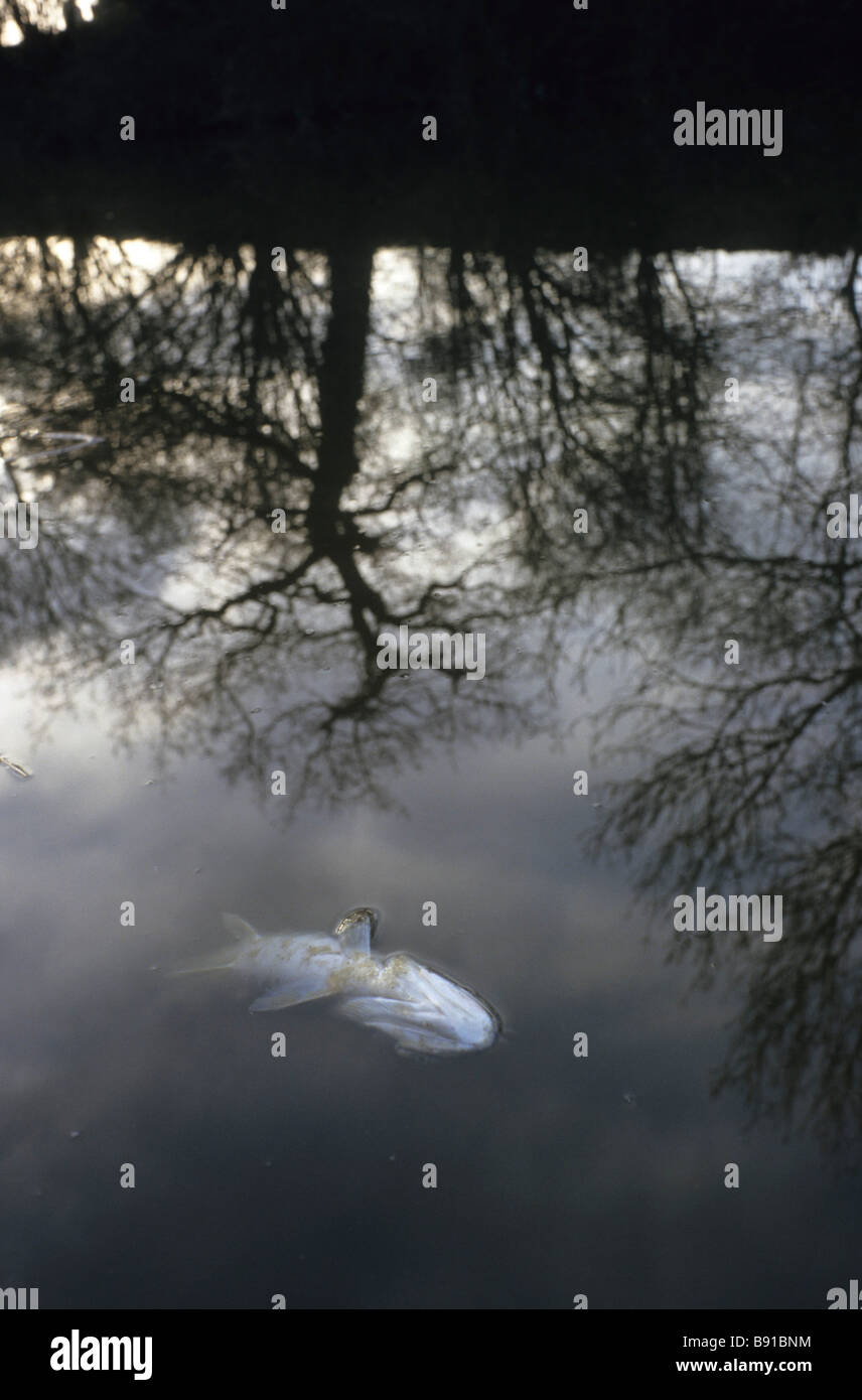 A dead pike on the River Kennet in one of Britain s worst ever