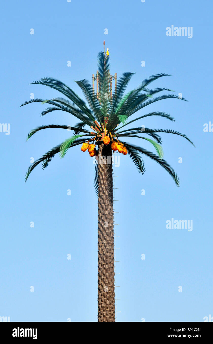 Palm Tree Uae Stock Photos & Palm Tree Uae Stock Images Alamy