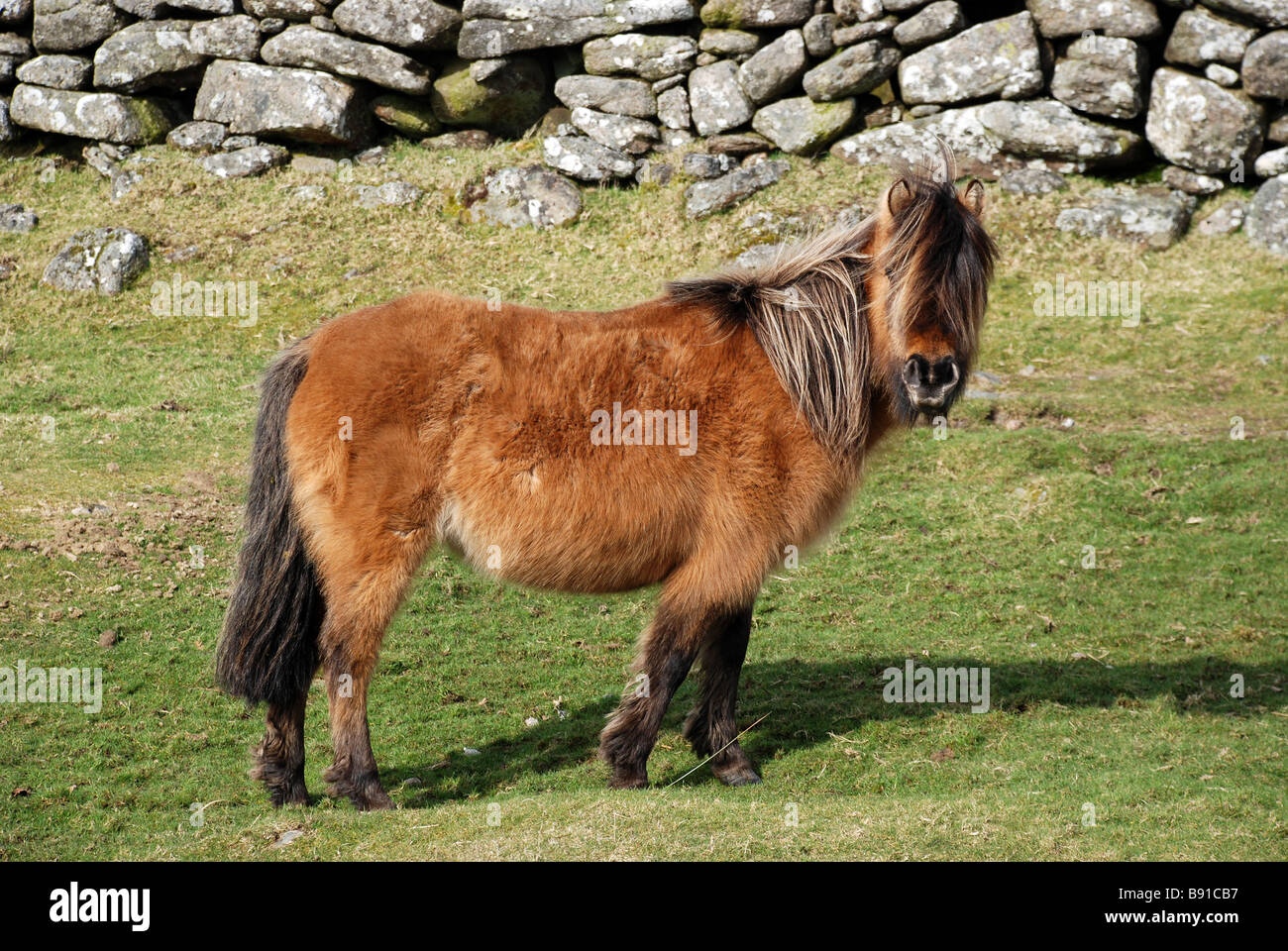 A Dartmoor Pony,color, colour, communicating, conferring, connecting