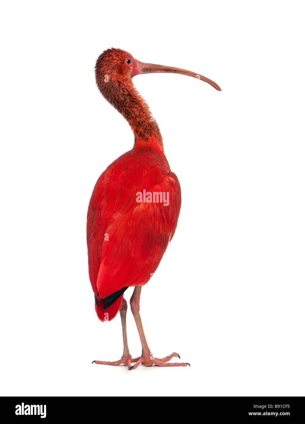 Scarlet Ibis Eudocimus ruber in front of a white background Stock Photo