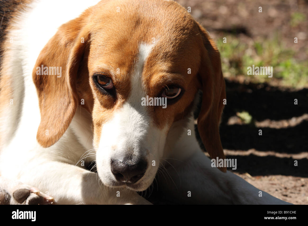 Beagle looking into camera Stock Photo Alamy