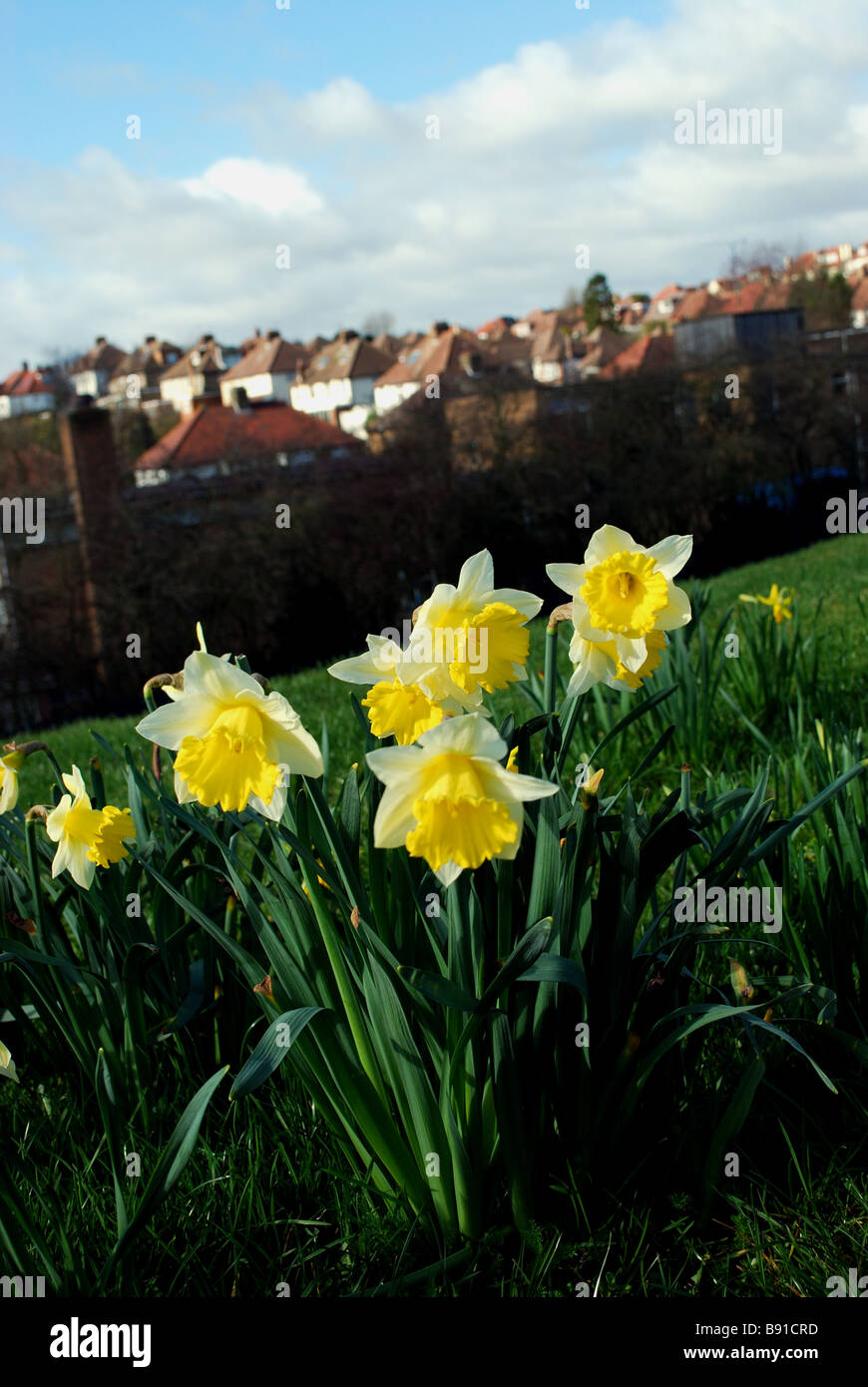 Daffodils above High Barnet,London Stock Photo