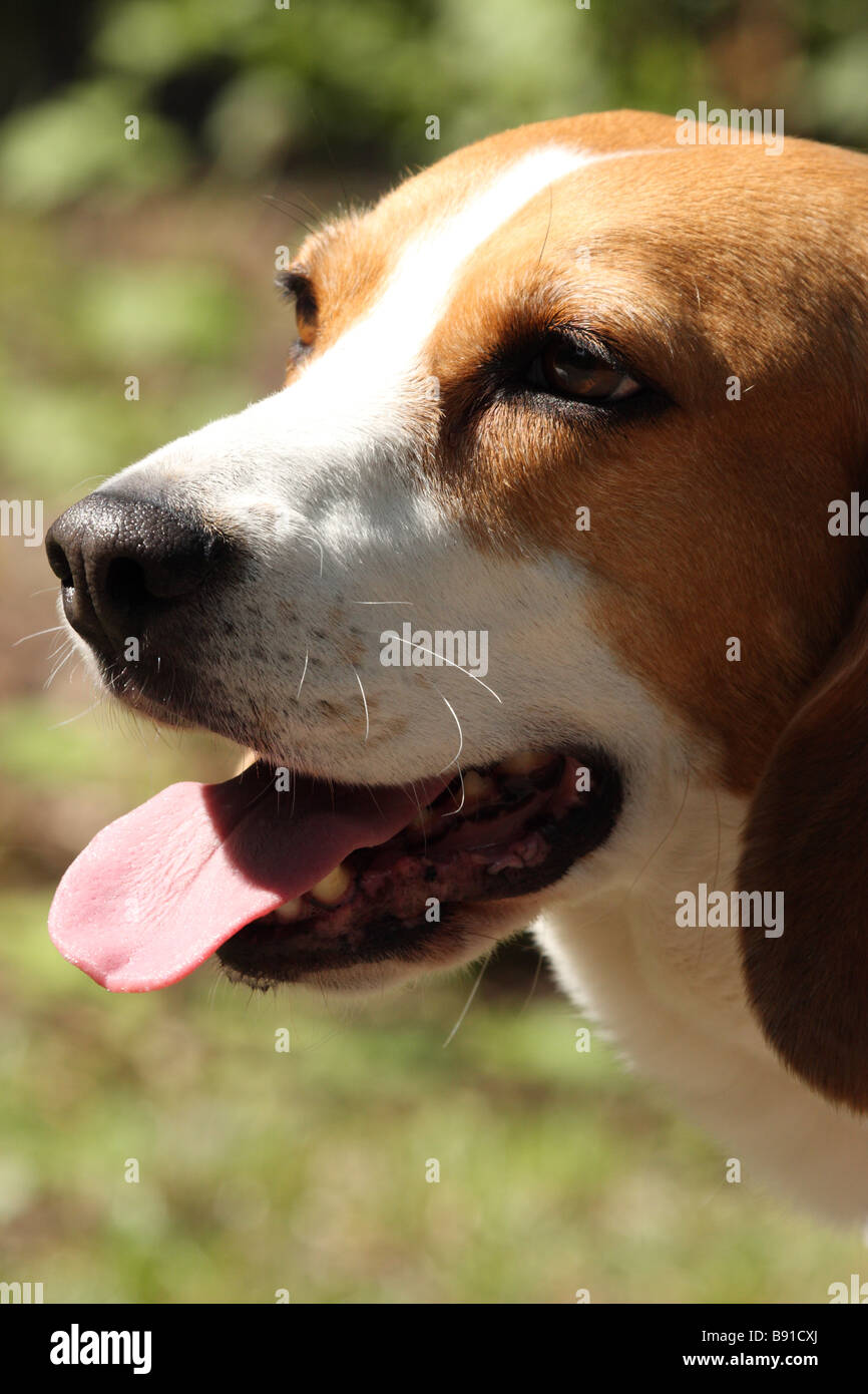 beagle with tongue hanging out of mouth Stock Photo Alamy