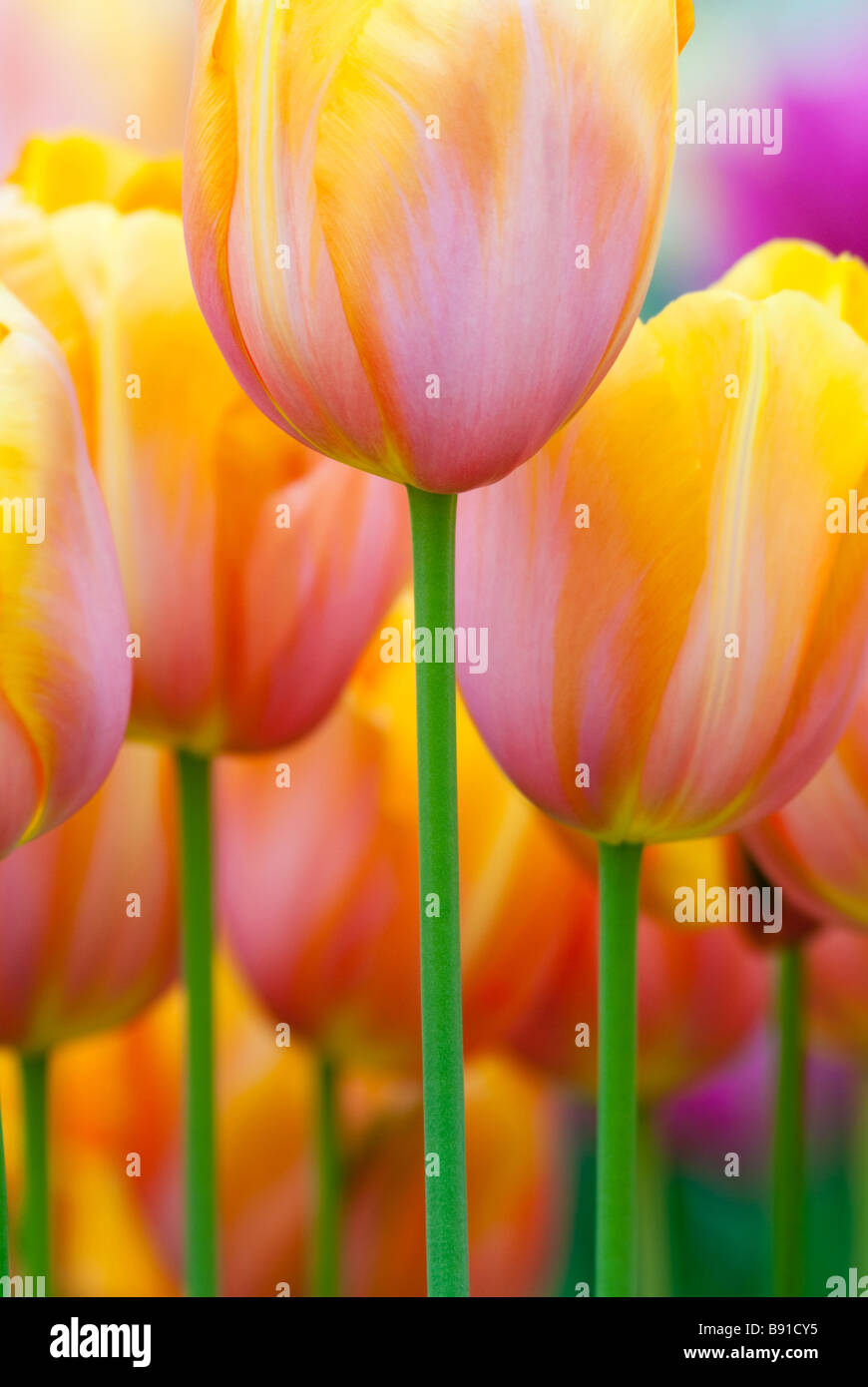 Colorful tulips in spring Keukenhof The Netherlands Stock Photo - Alamy
