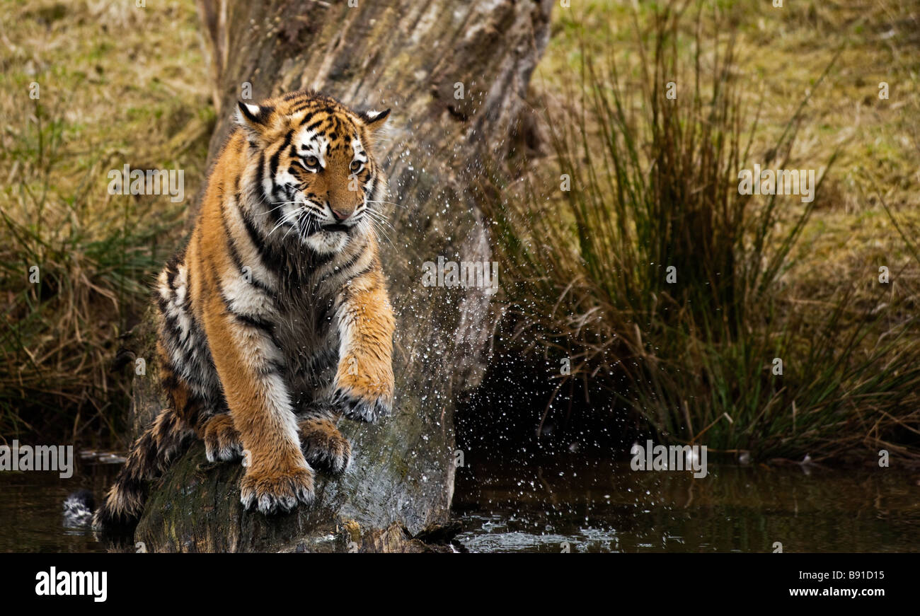 Cute Siberian tiger cub playing with water Panthera tigris altaica Stock Photo