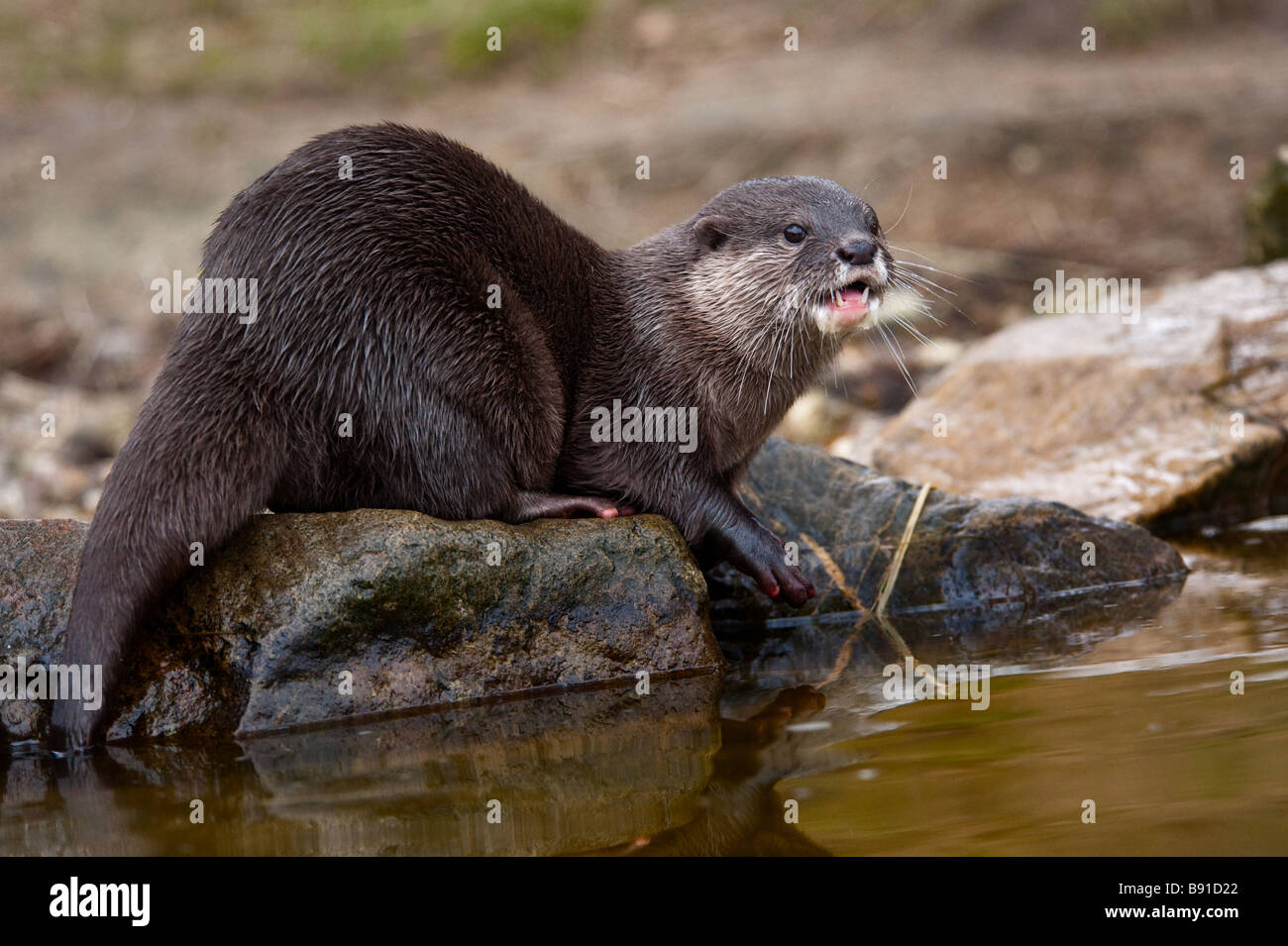 Oriental Small clawed Otter Aonyx cinerea also known as Asian Small clawed Otter Stock Photo