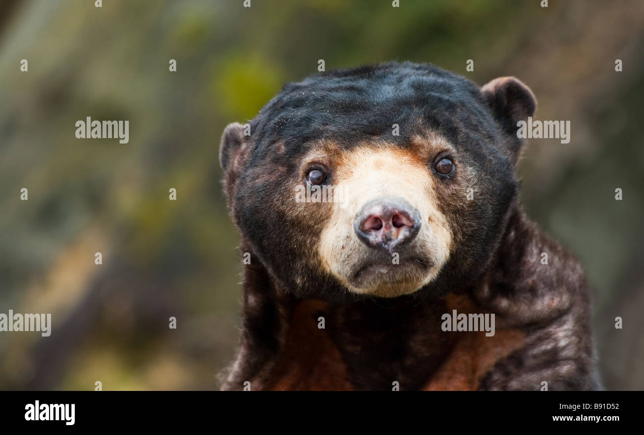 Close up of a Sun Bear Helarctos malayanus Stock Photo