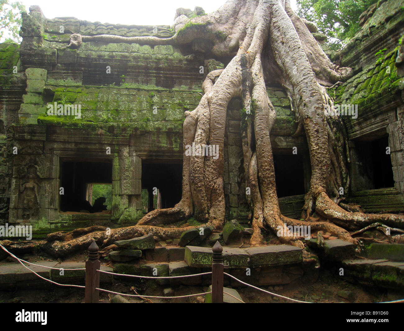 Tree Associated With Rapper Tree growing over temple, Siem Rap, Cambodia Stock Photo - Alamy