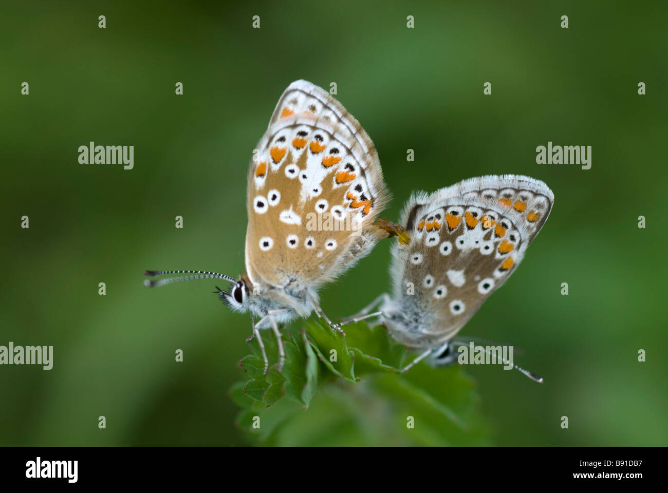 British Blue butterflies mating Stock Photo Alamy