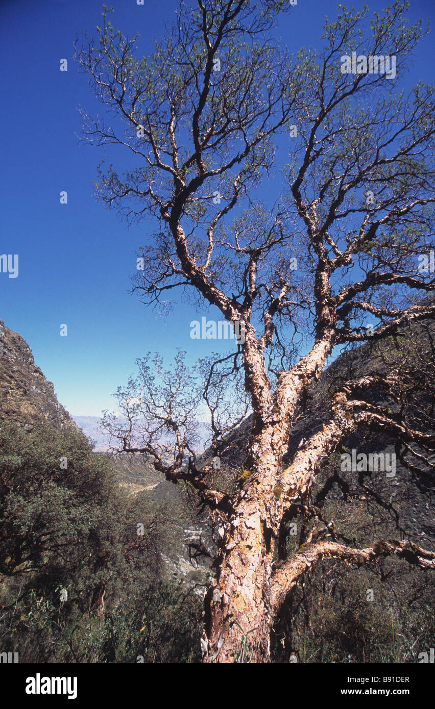 Old polylepis tree in Auquiscocha valley, Cordillera Blanca, Peru Stock Photo