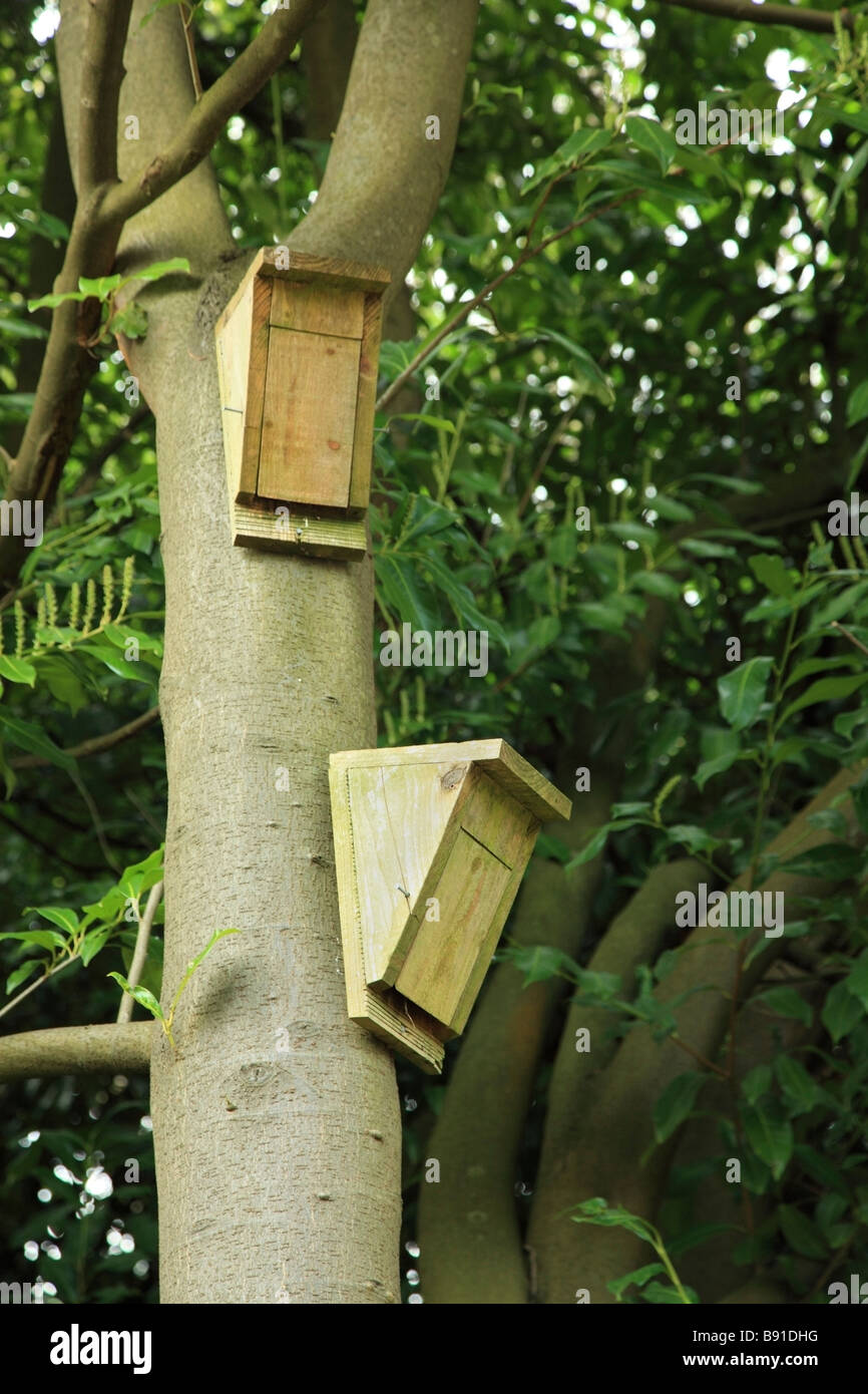 Two wooden Bat boxes placed on a tree. Knockholt, Kent, England, UK. Stock Photo