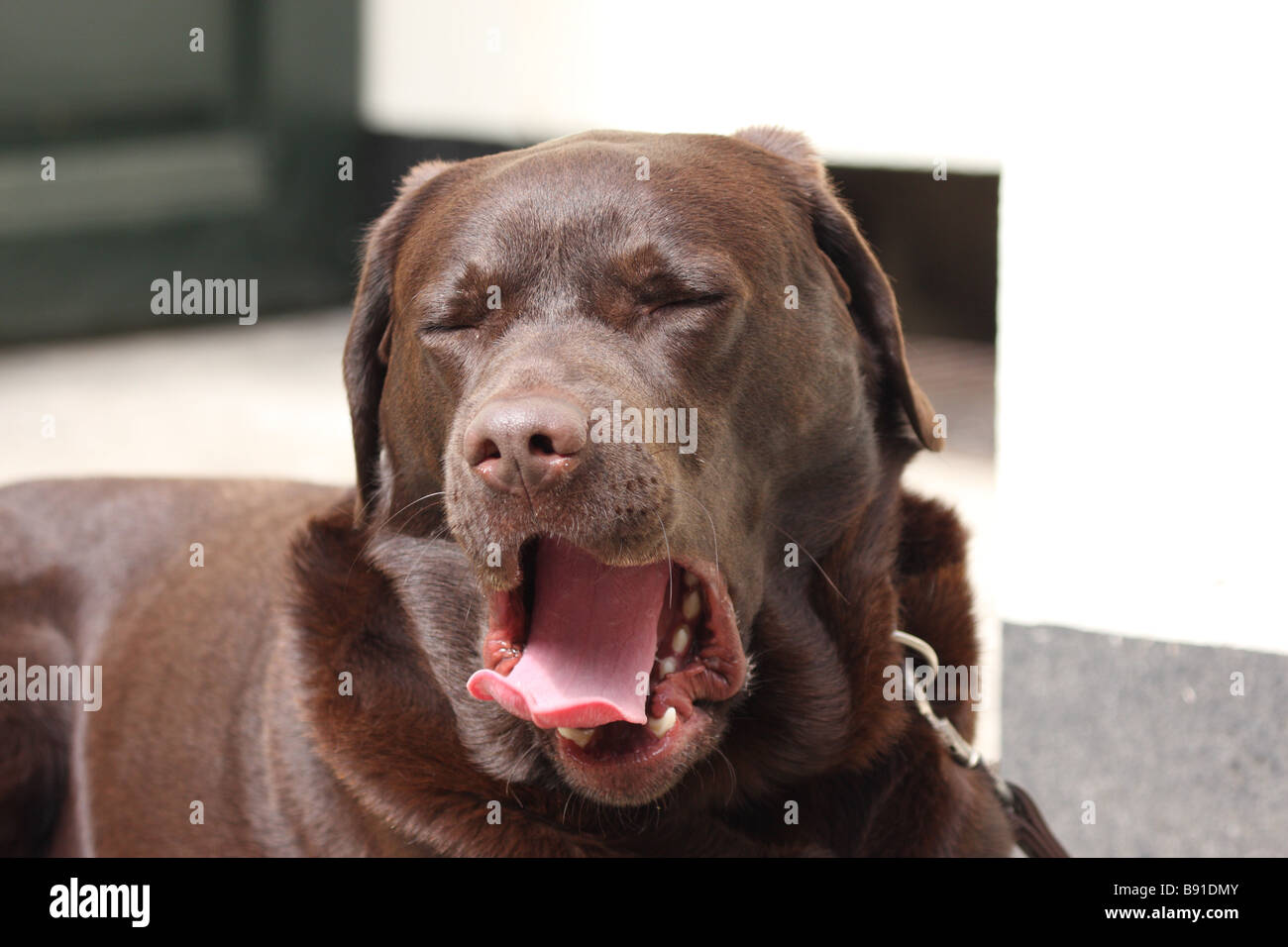 Labrador yawning in the sun Stock Photo Alamy