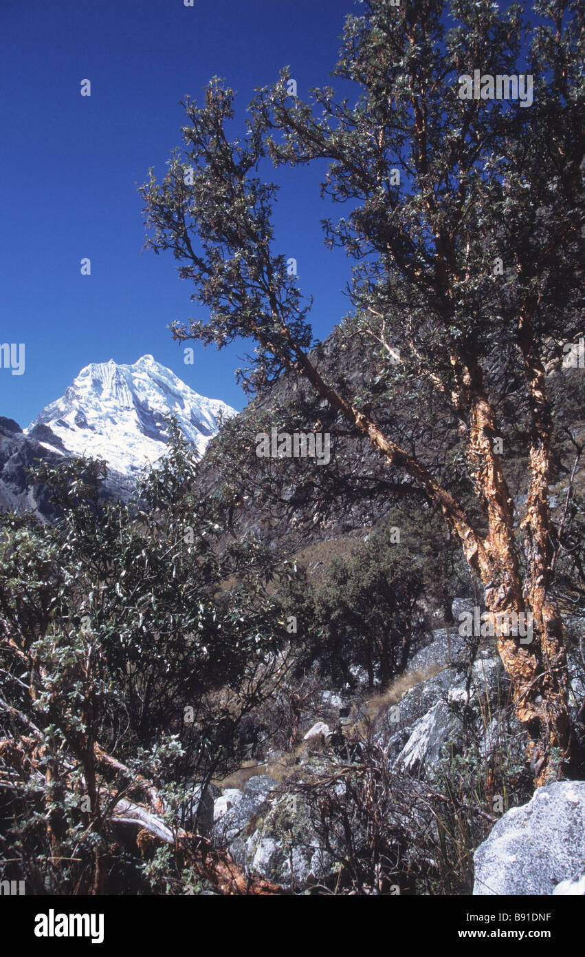 Old Polylepis tree and Mt Chopicalqui, Cordillera Blanca, Peru Stock Photo