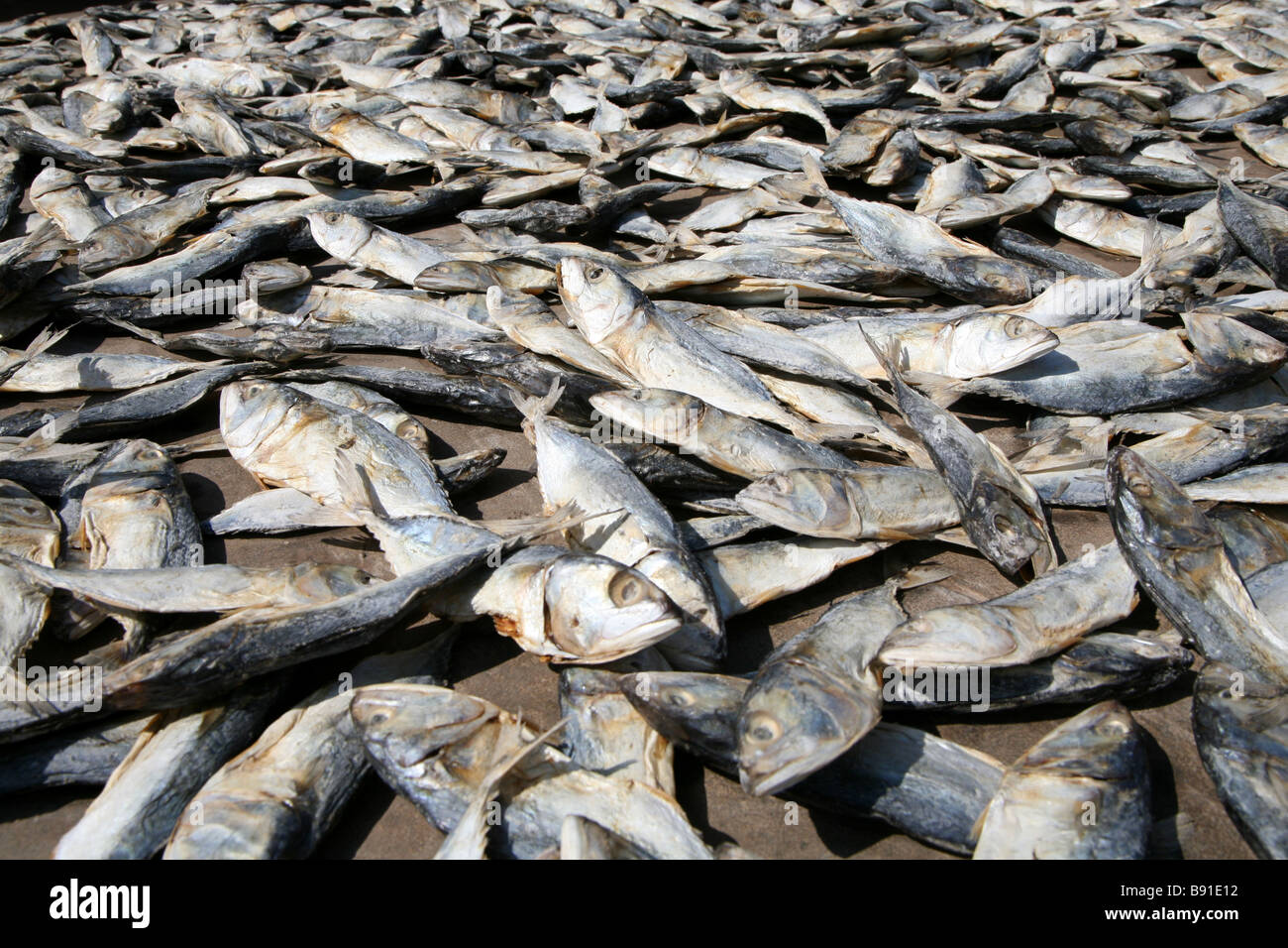 Dried drying fish mobor beach goa india hires stock photography and