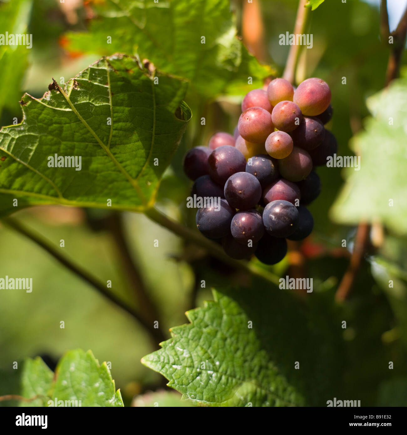 Wine plants with grapes Stock Photo Alamy
