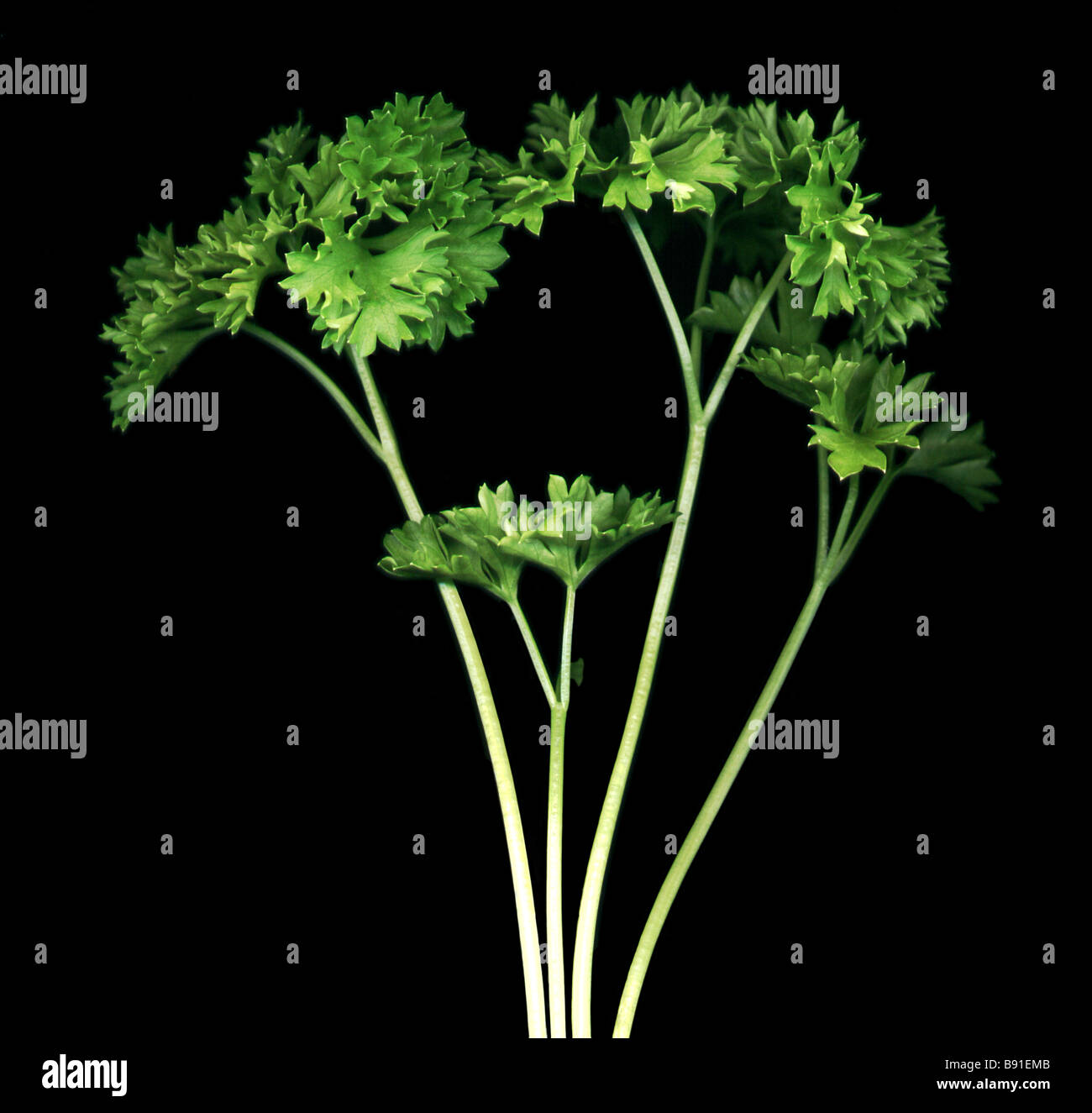 Head of Parsley against black background Stock Photo Alamy