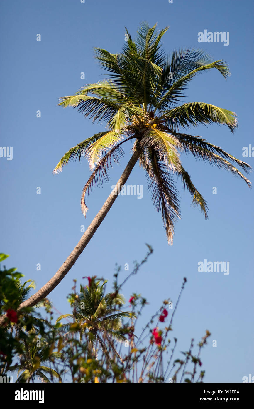 Coconut palm over blue sky. Stock Photo