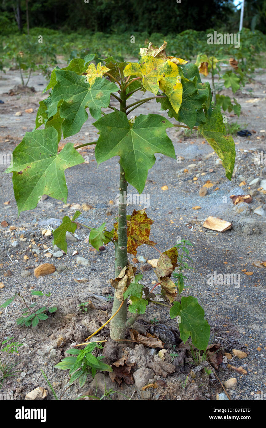 Jatropha Curcas  plant grown in tropical regions on infertile soil to produce nuts which can be processed for biofuel Stock Photo