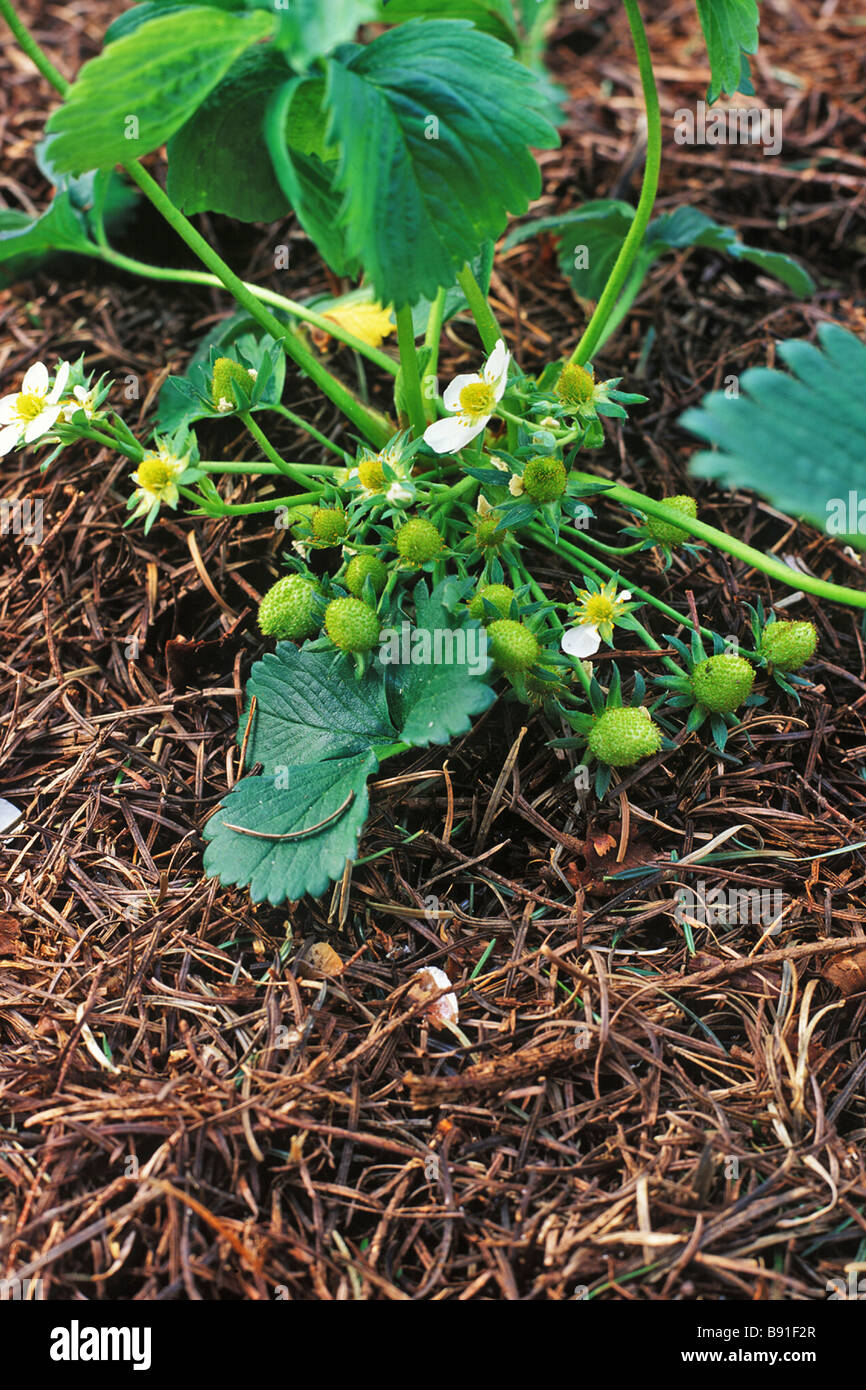 Pine needle mulch hires stock photography and images Alamy