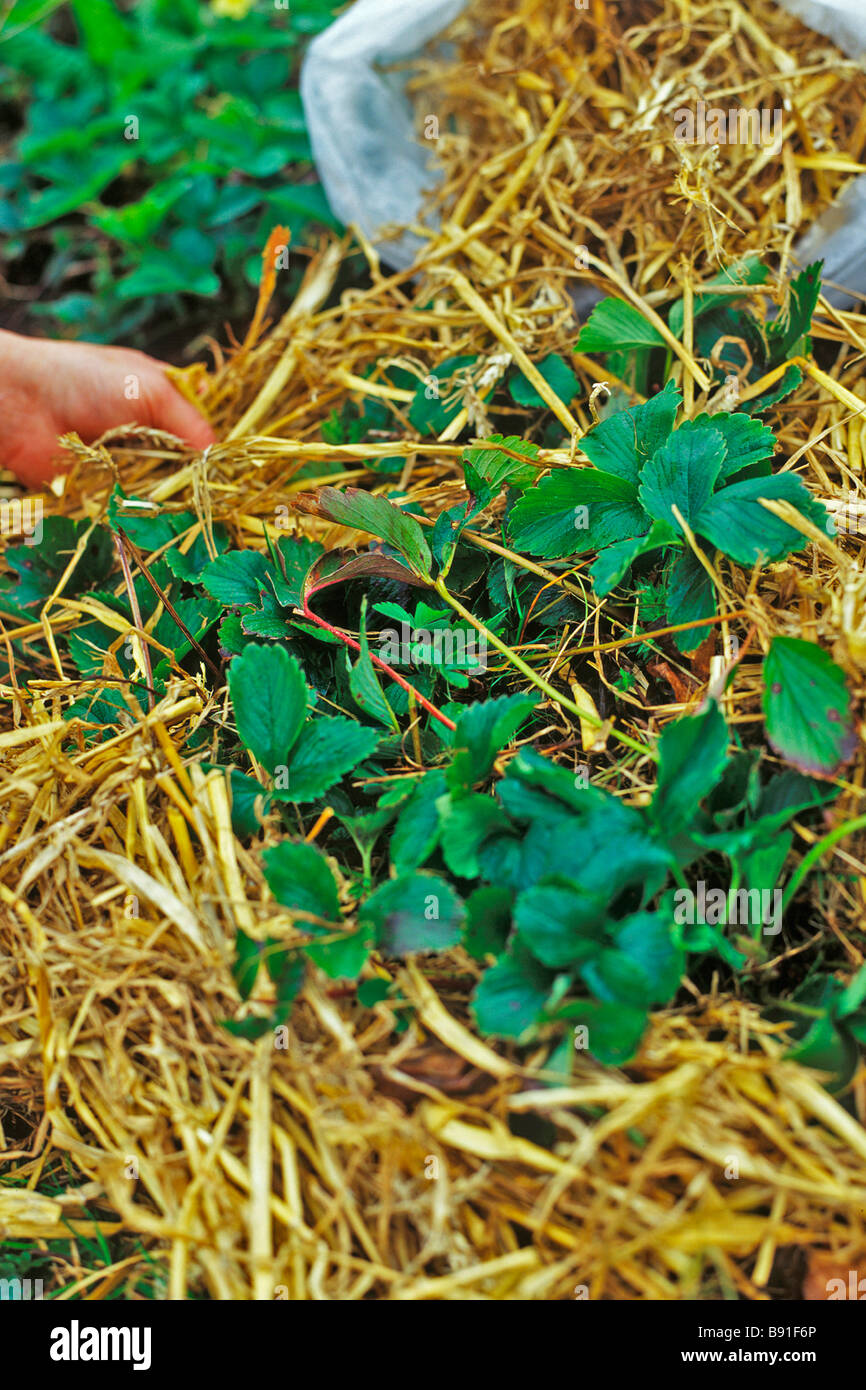 MULCHING STRAWBERRIES WITH STRAW Stock Photo Alamy