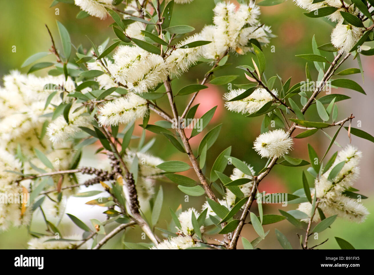 Melaleuca in bloom Stock Photo