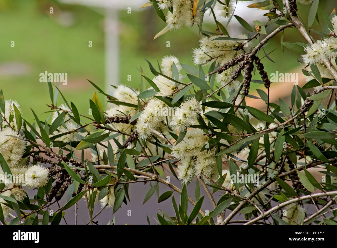 Melaleuca in bloom Stock Photo