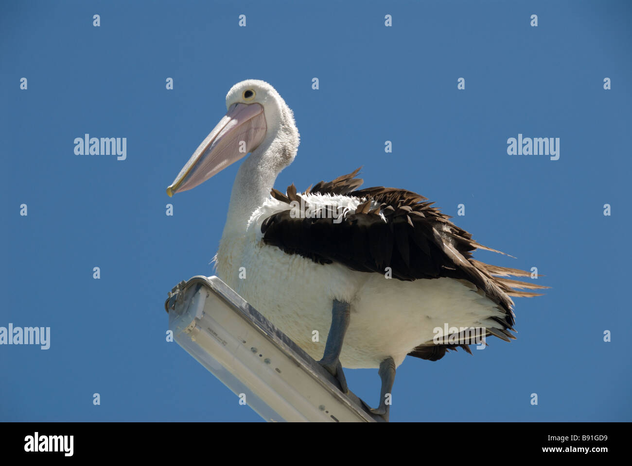 Australian Pelican (Pelecanus conspicillatus) perched on a light-post Stock Photo