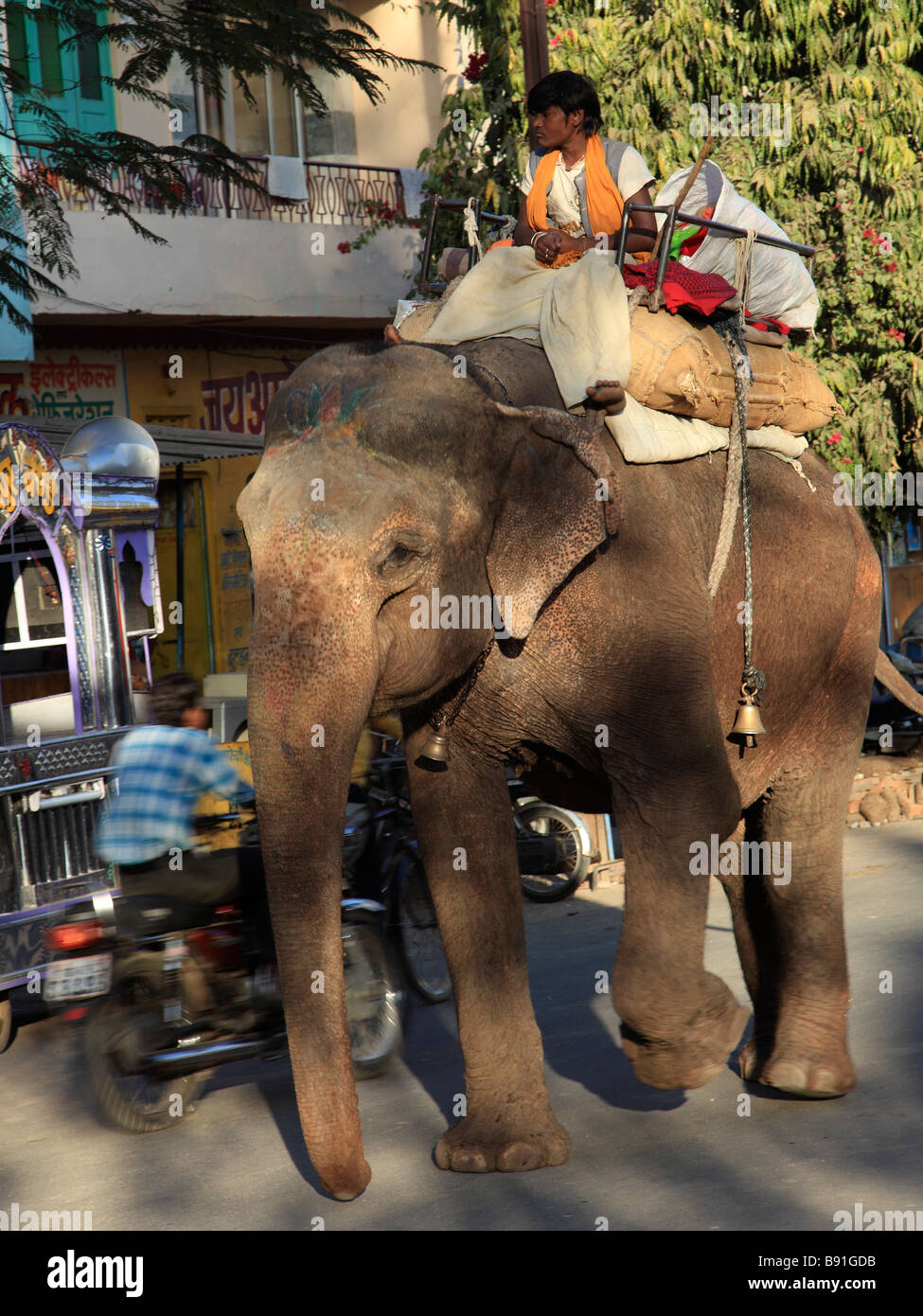 India Rajasthan Udaipur street scene elephant Stock Photo Alamy