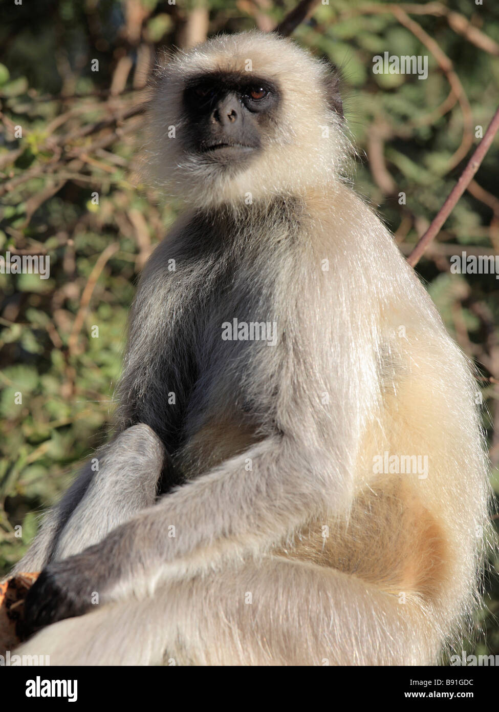 Fauna of rajasthan hi-res stock photography and images - Alamy