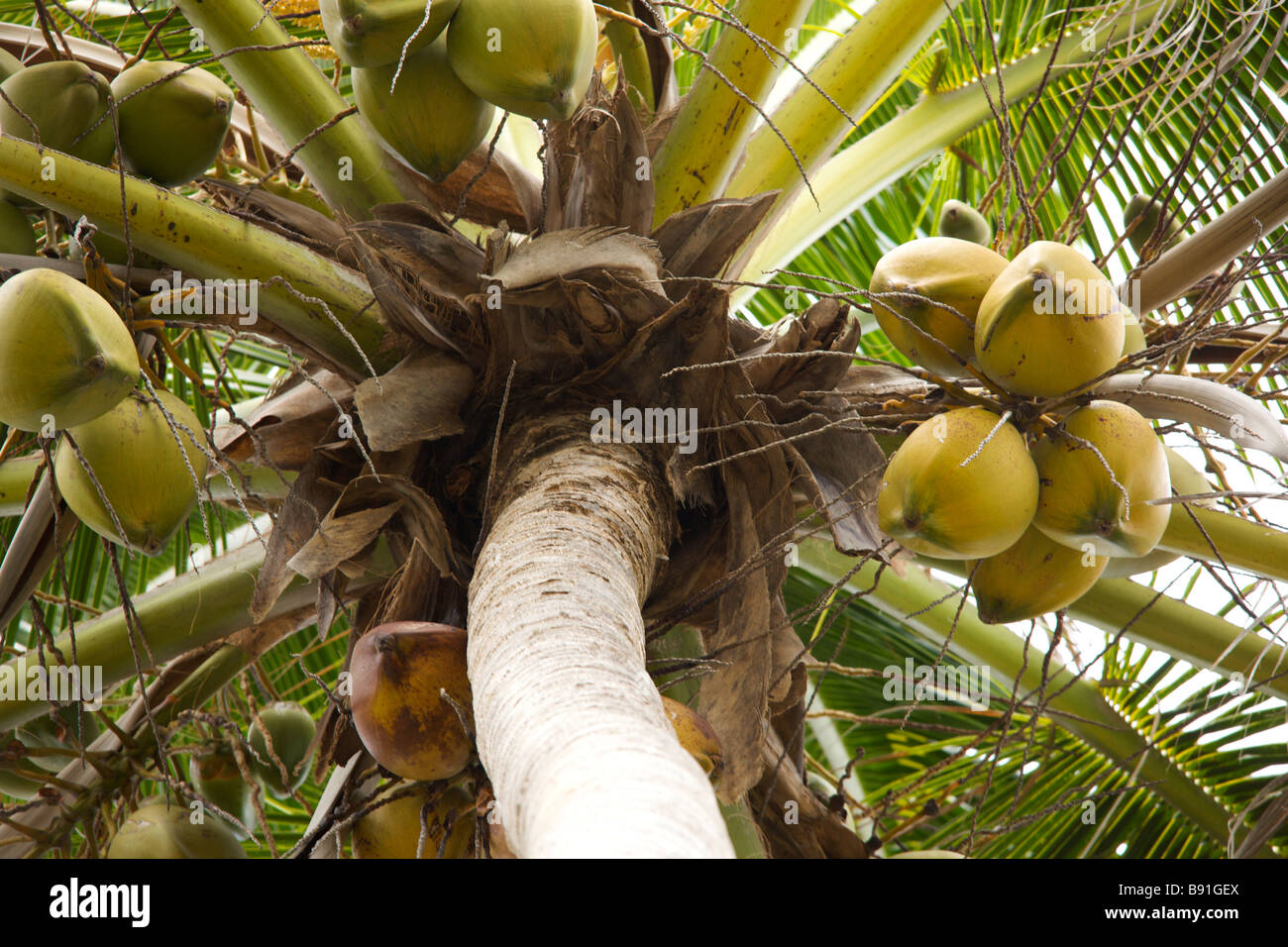 Barbados culinary hi-res stock photography and images - Alamy