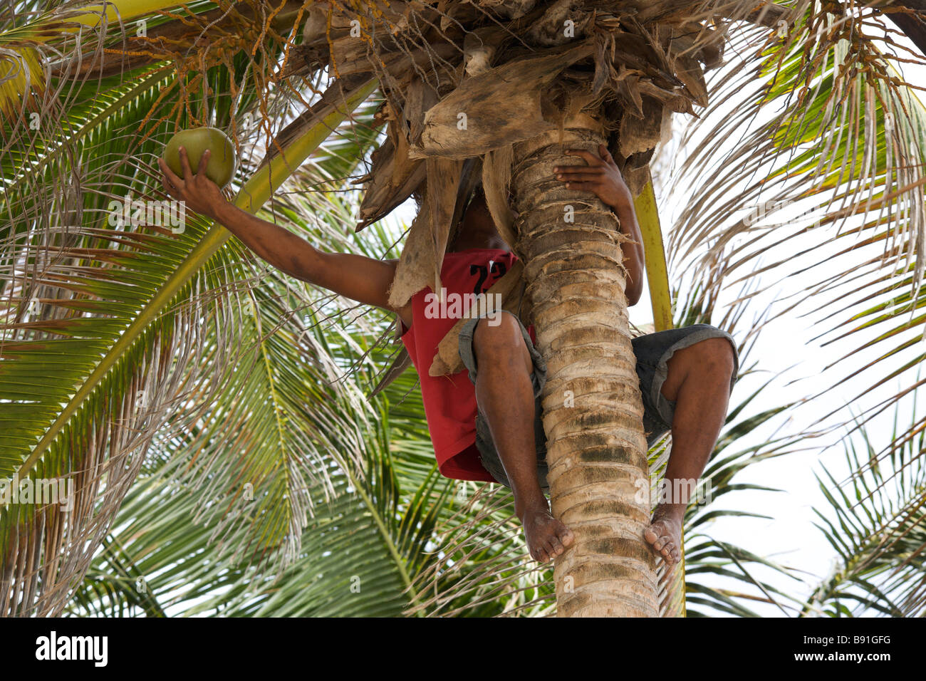 Man climbing a coconut tree in Barbados Stock Photo
