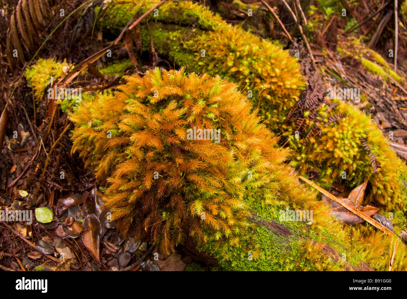 Moss covered tree trunks in the Fern Forest in Volcanoes National Park - Big Island, Hawaii, USA Stock Photo