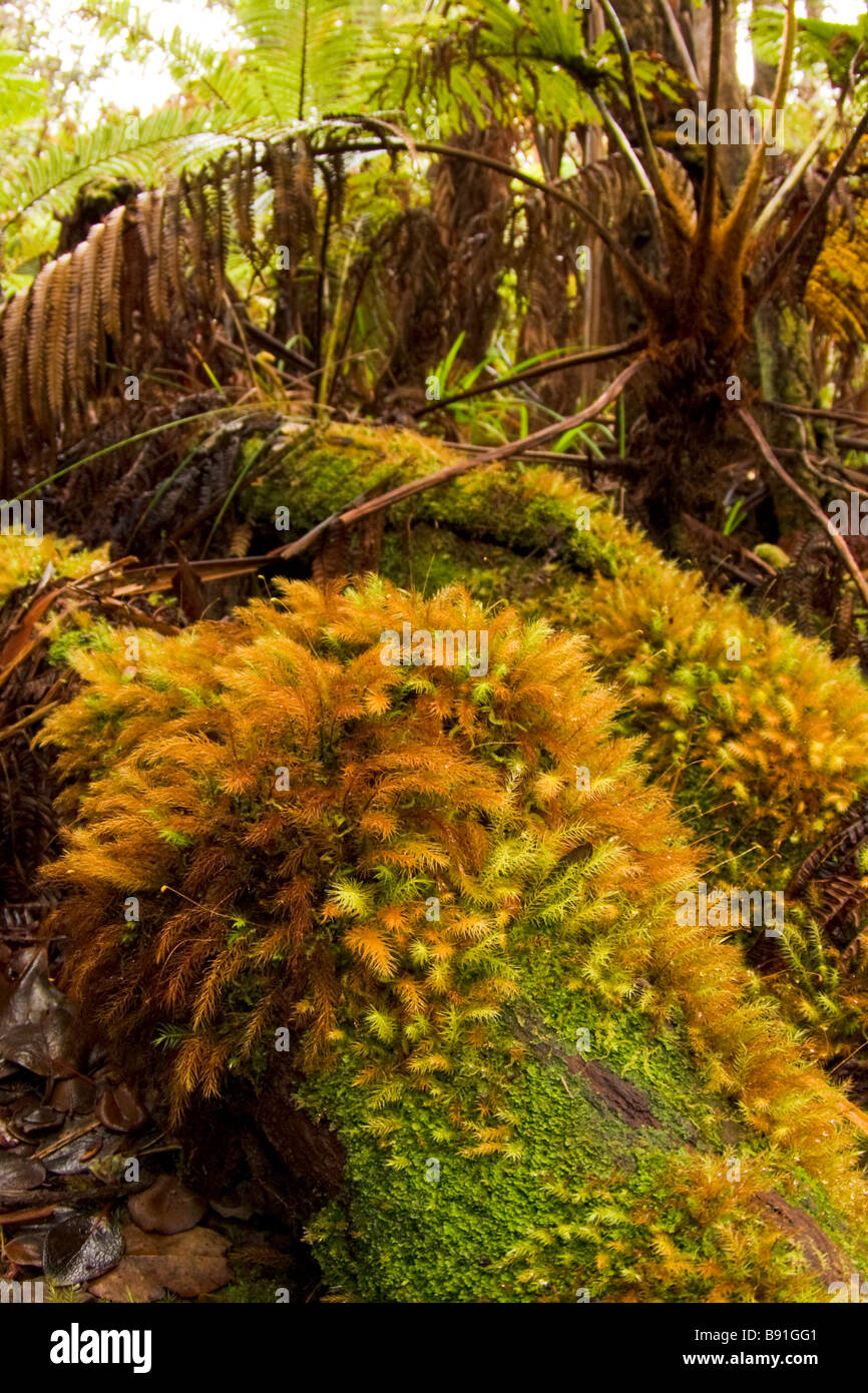 Moss covered tree trunks in the Fern Forest in Volcanoes National Park