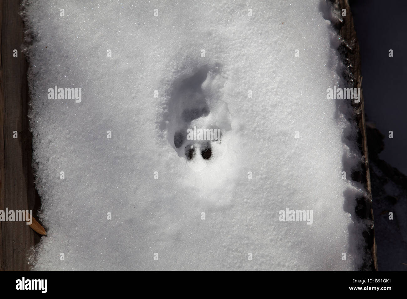 Raccoon paw print hires stock photography and images Alamy