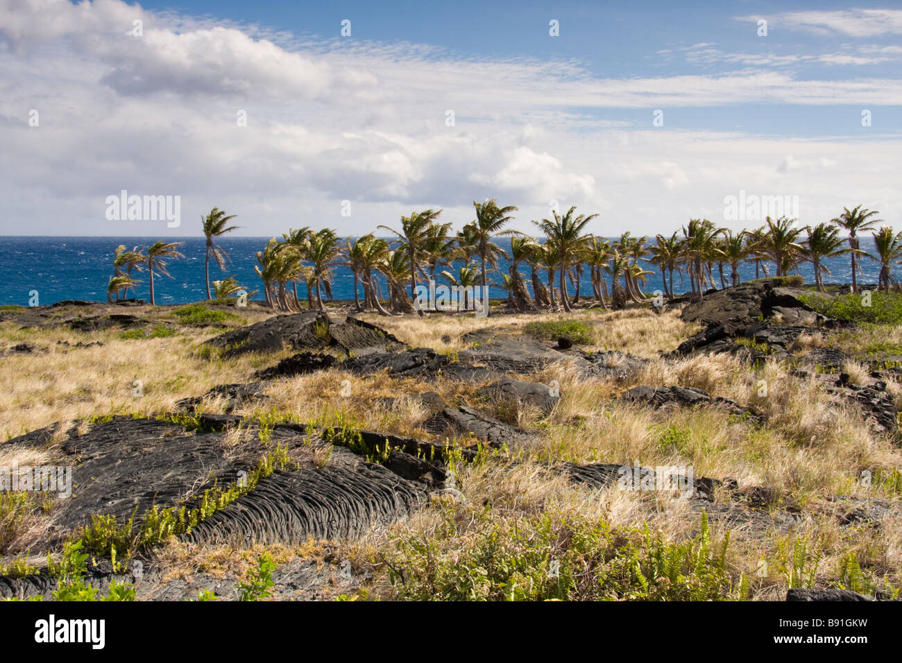 Palm trees growing on older lava flow near the end of Chain of Craters Road, Big Island, Hawaii, USA Stock Photo