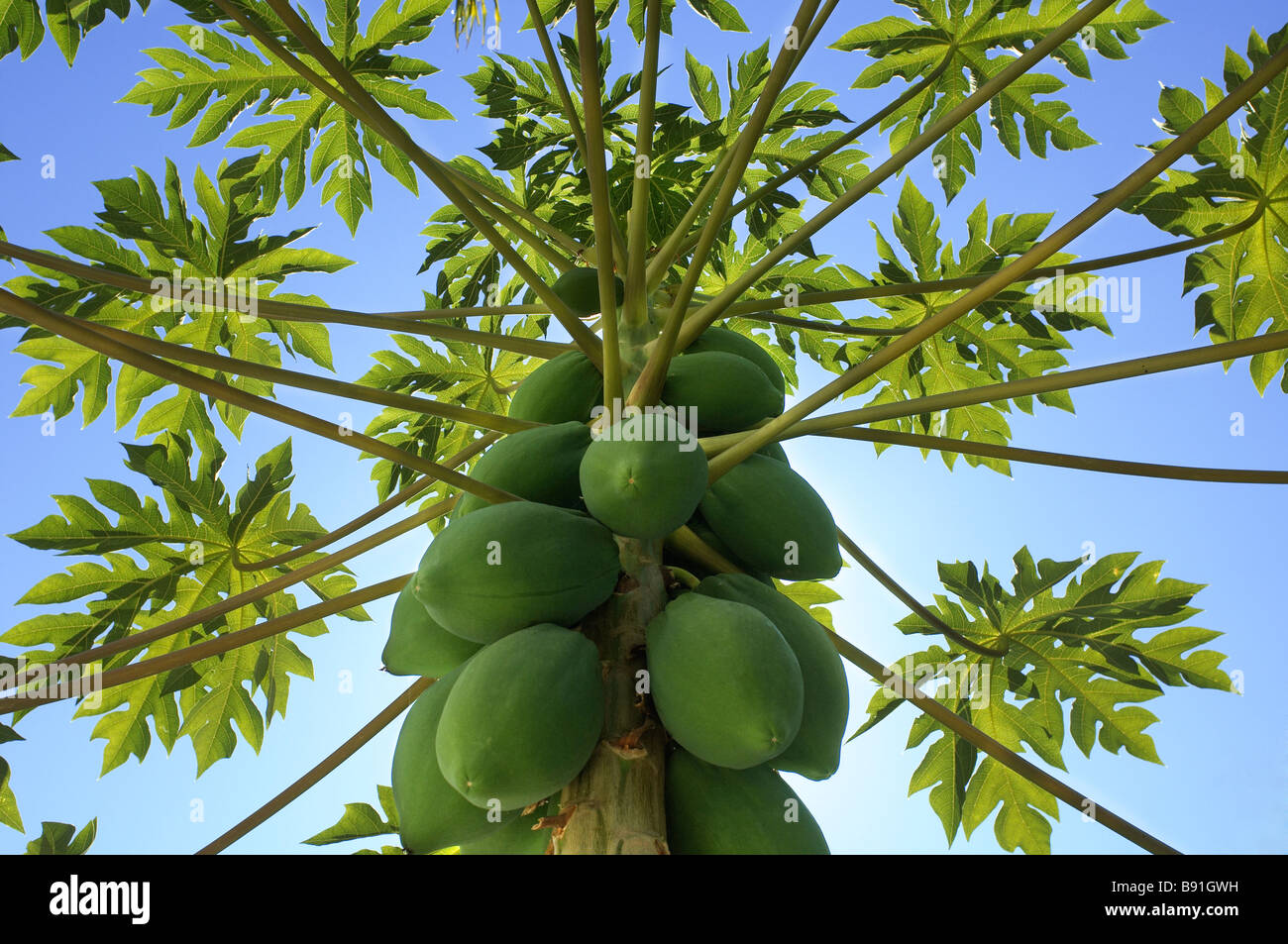 Pappaw asimina triloba imagem de stock. Imagem de flora - 208322961