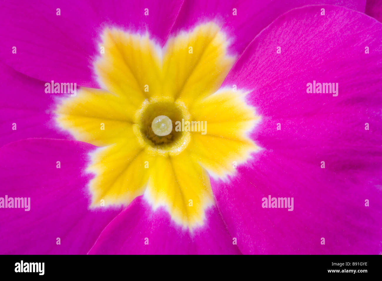 Close up of single purple Primula flower Stock Photo
