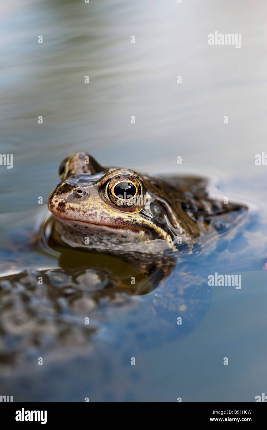Rana temporaria. Common frog and frogs spawn in a garden pond. UK Stock Photo