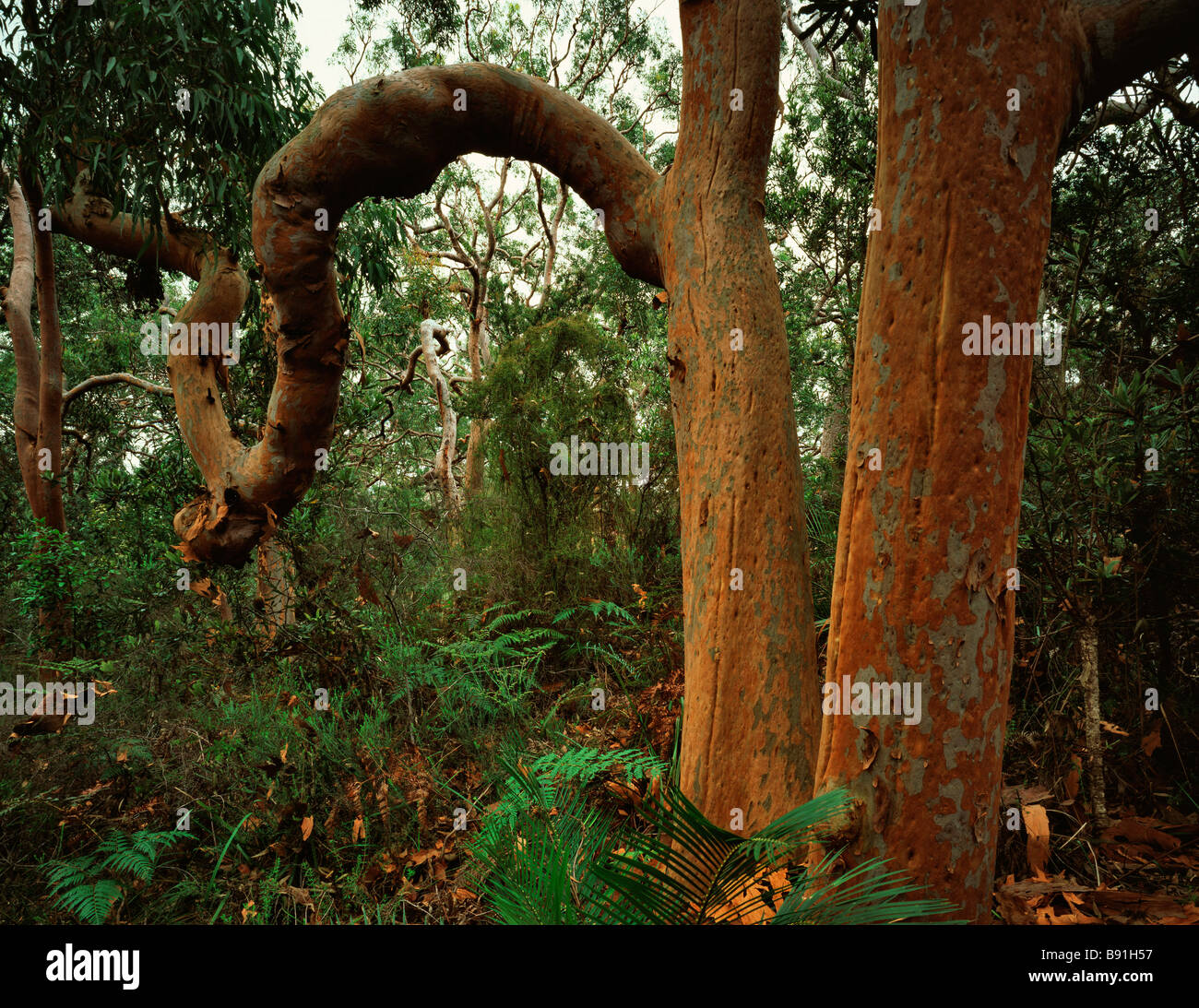 Sydney Red Gum (Angophora costata) forest, Wyrrabalong National Park, NSW Australia Stock Photo