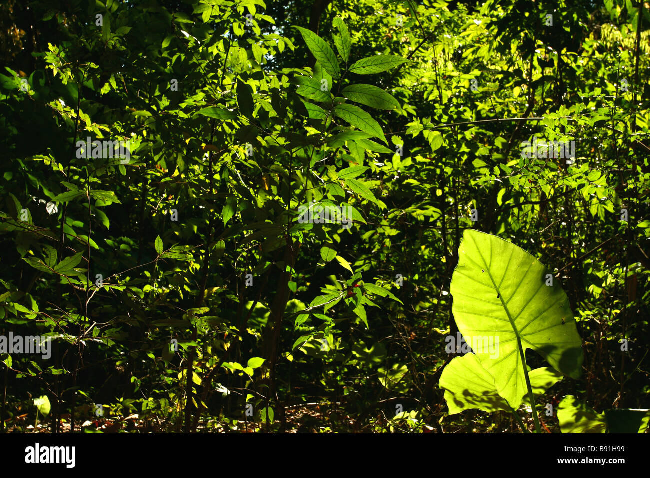 jungle vegetation Stock Photo