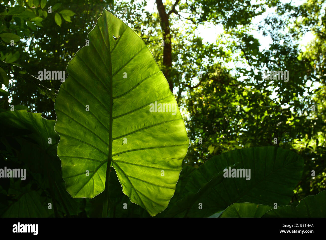 jungle vegetation in Laos, South East Asia Stock Photo