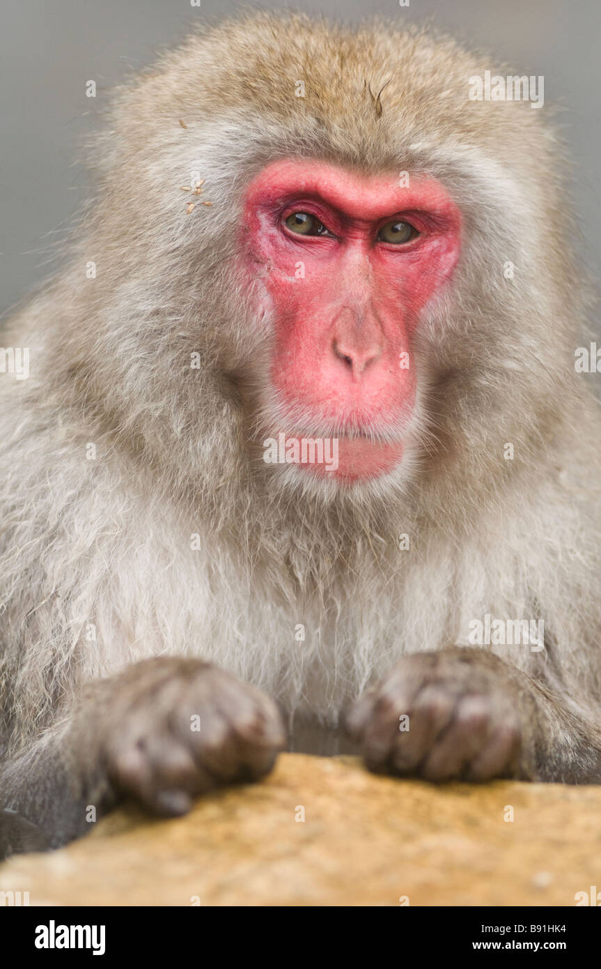 Japanese Macaque snow monkey at Jigokudani Monkey Park Nagano Japan Stock Photo