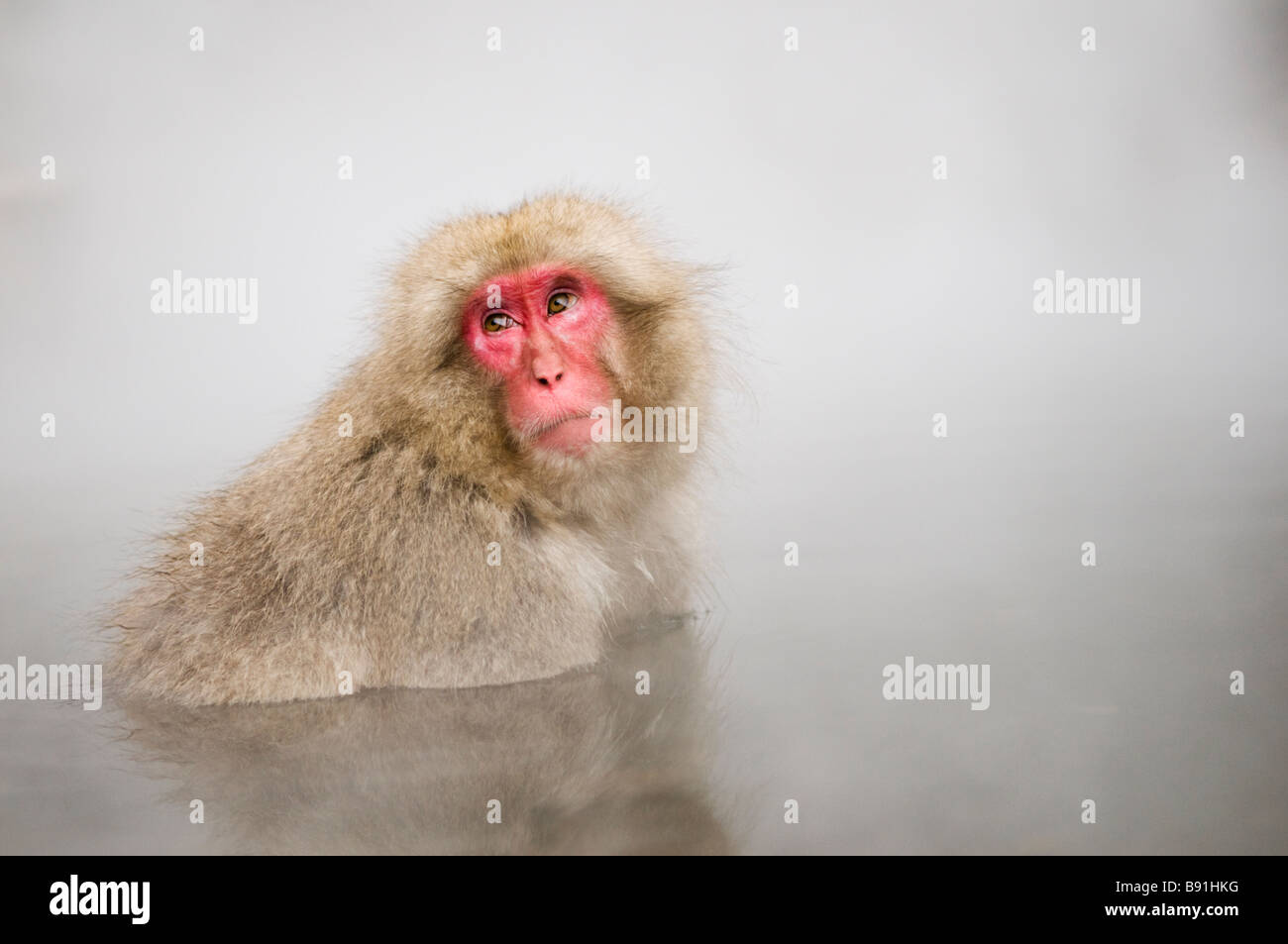 Japanese Macaque snow monkey at Jigokudani Monkey Park Nagano Japan Stock Photo