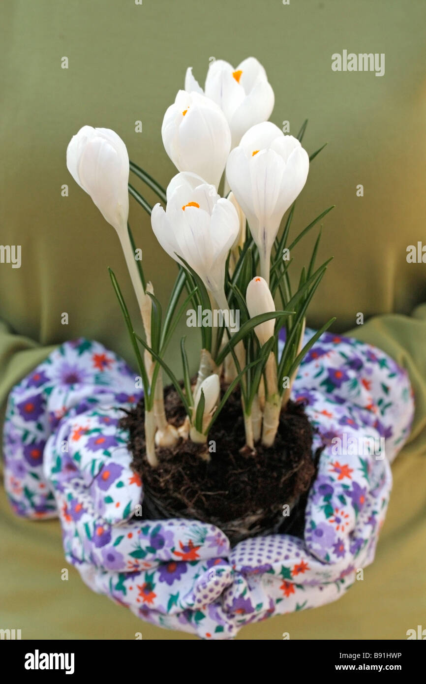 Planting crocus Stock Photo