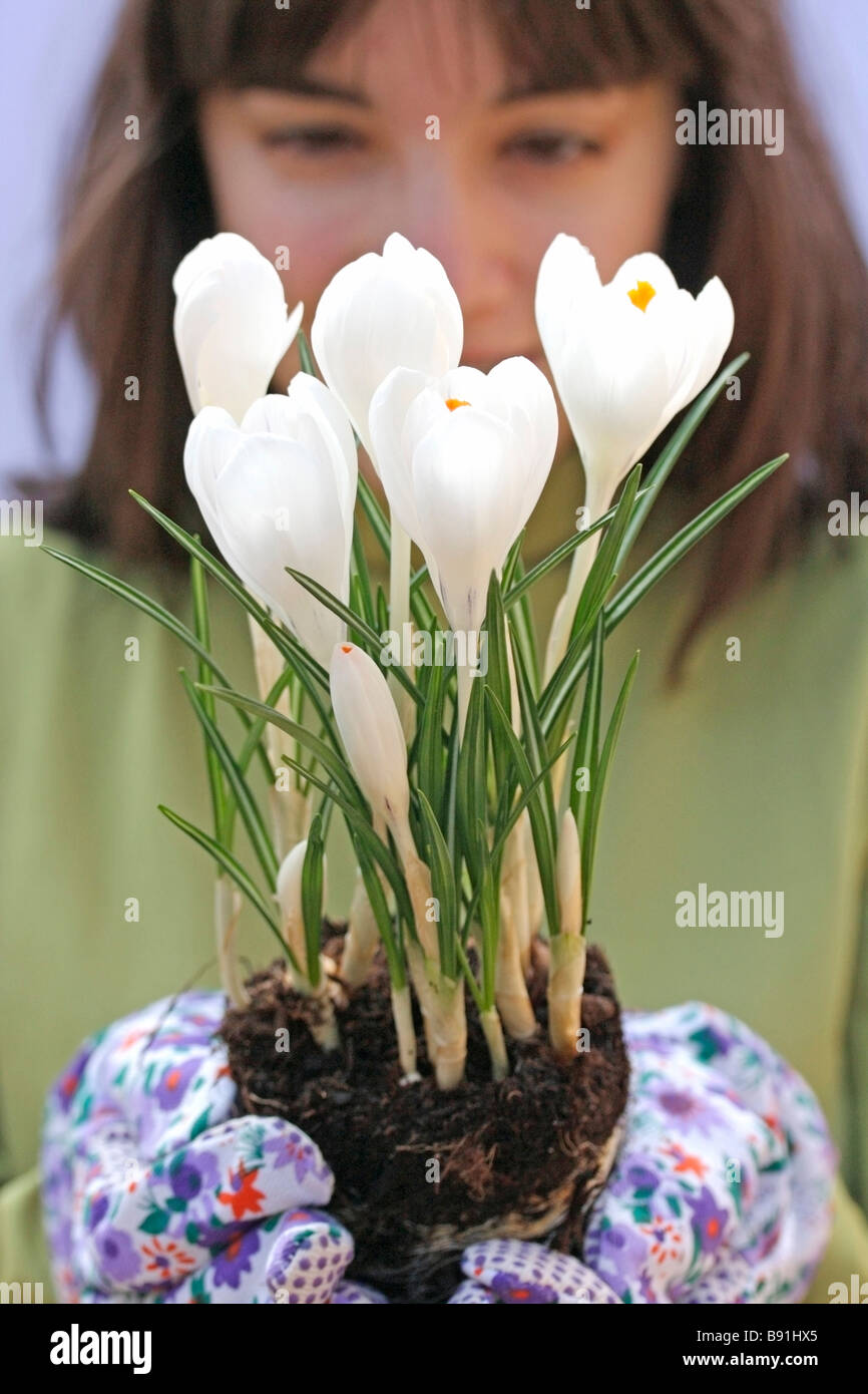 Planting crocus Stock Photo