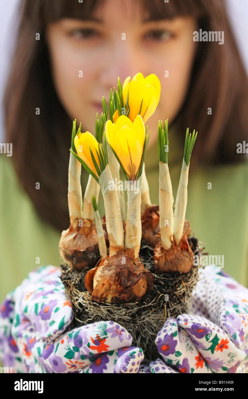 Planting crocus Stock Photo