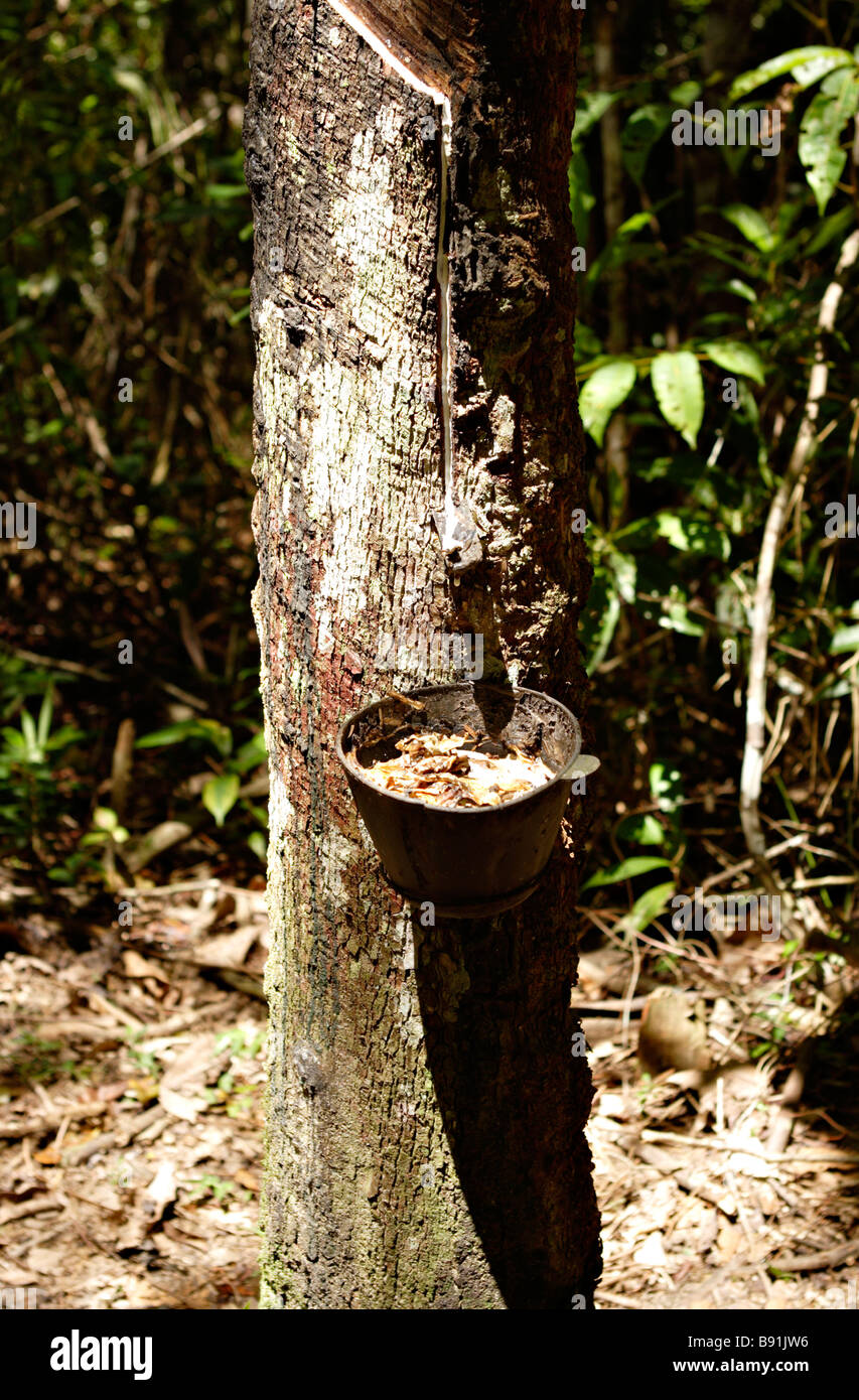 Rubber Tree  Rainforest Alliance